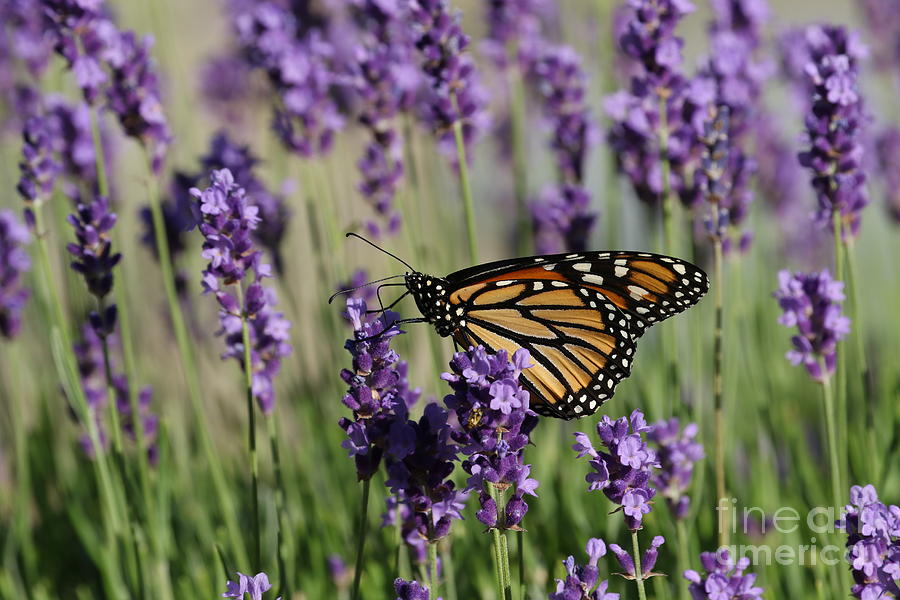 Monarch in the Lavender Photograph by Marcy Ford
