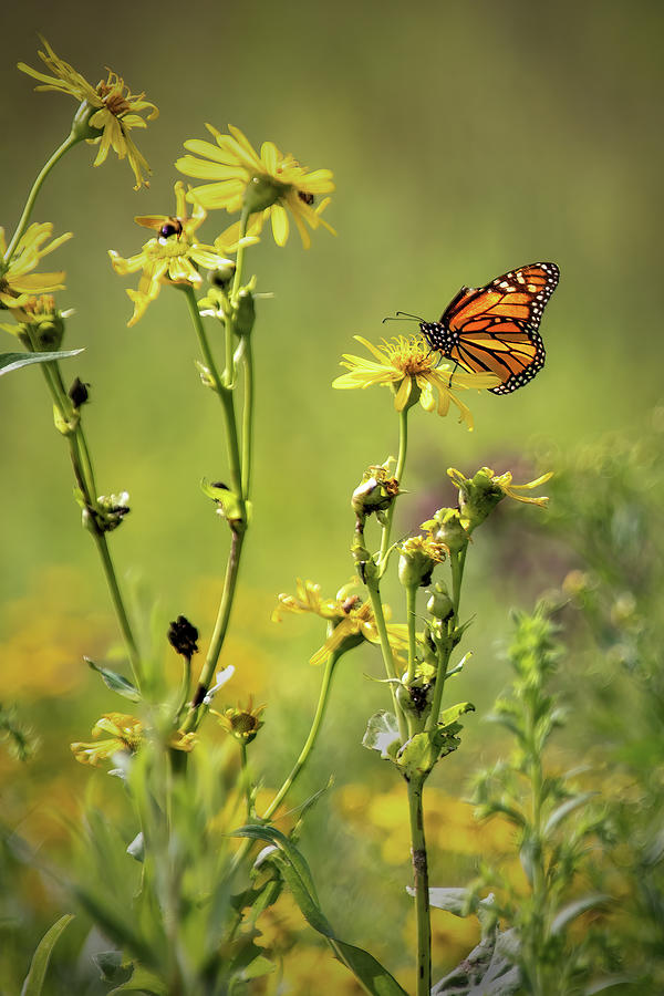 Monarch in the Prairie Photograph by Ira Marcus