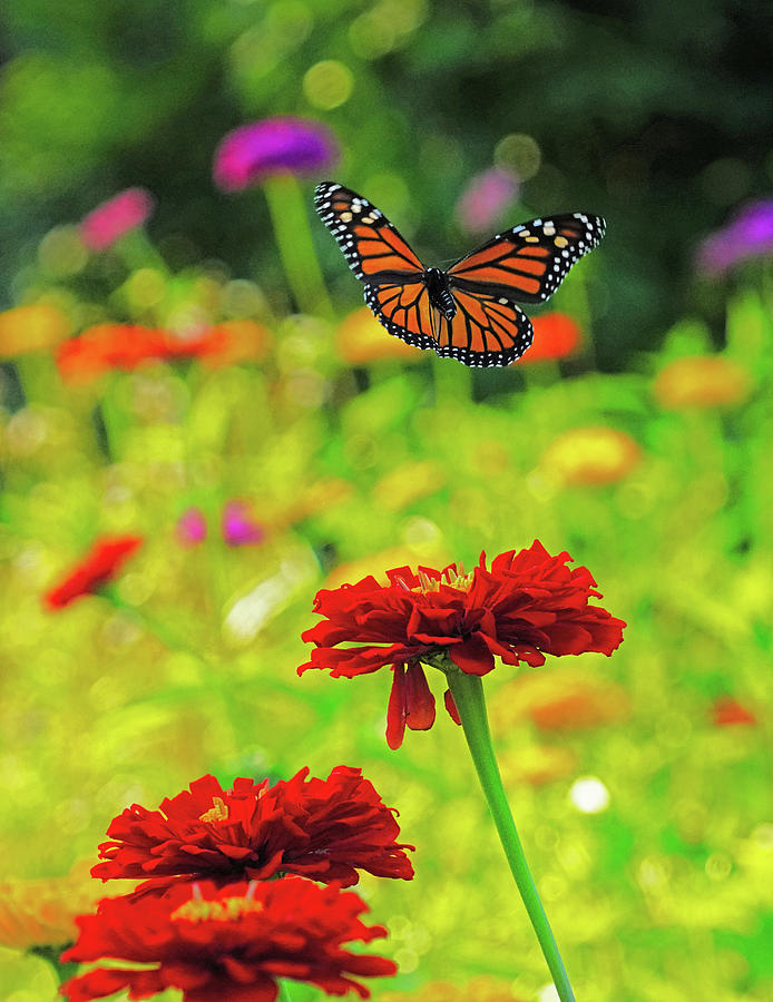 Monarch in the Zinnias Photograph by Dennis Cox Photo Explorer