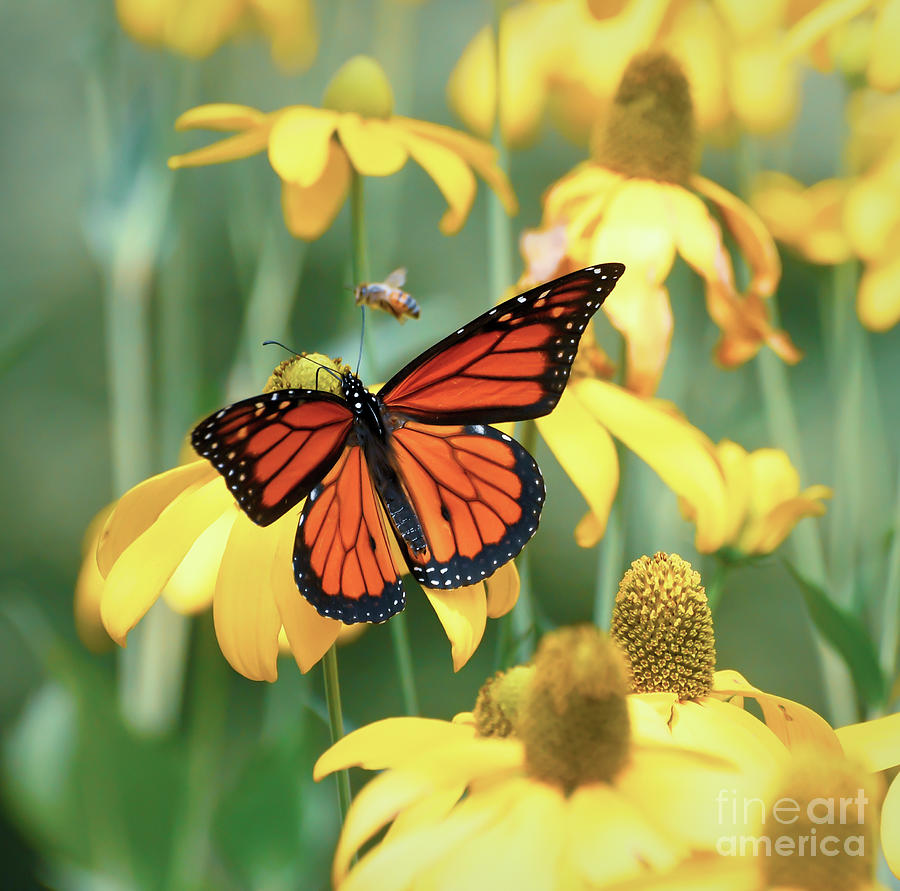 Monarch in Yellow Photograph by Kerri Farley