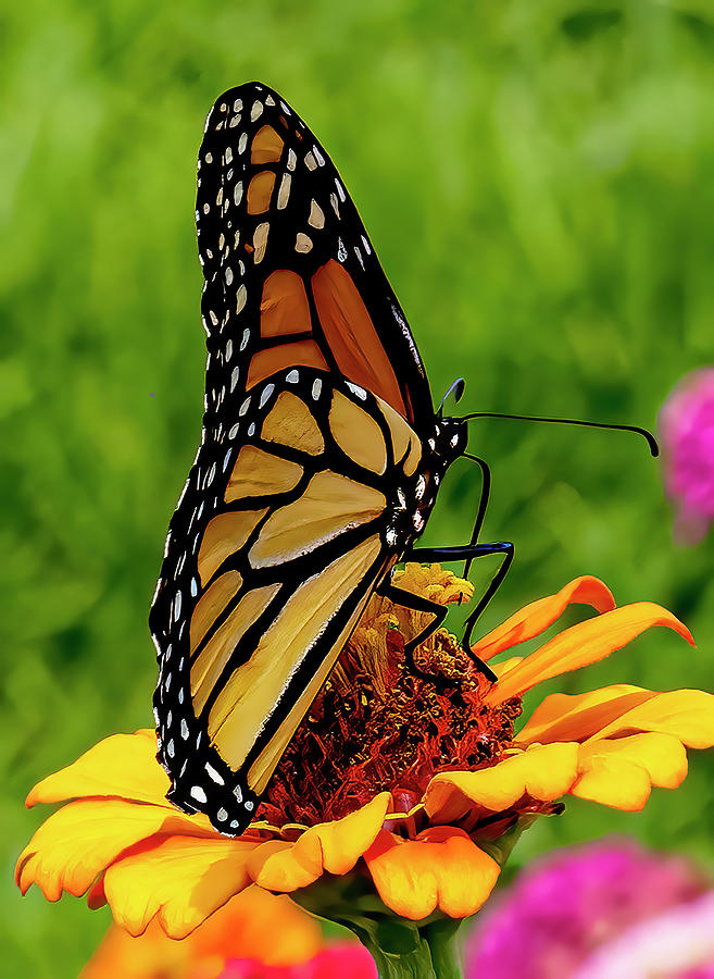 Monarch Photograph by Jerry Connally