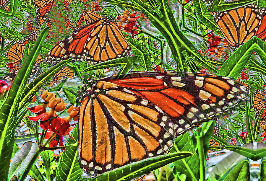 Monarch Kaleidoscope  Photograph by HH Photography of Florida