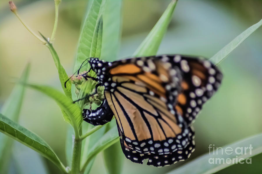 Monarch Laying Egg On Milkweed Photograph by Suzanne Luft