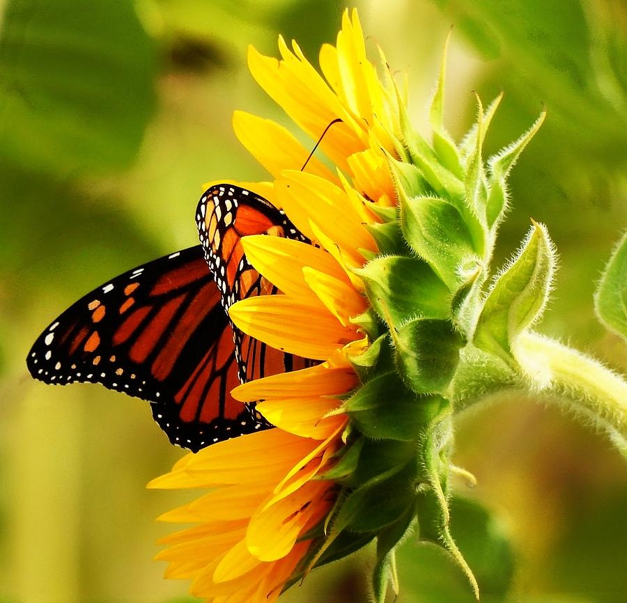 Monarch loving sunflowers. Photograph by Judy Stepanian