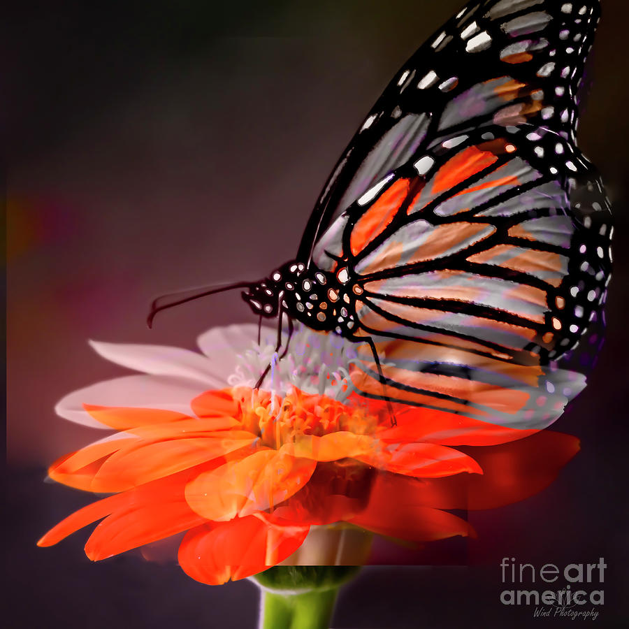 Monarch Magic Photograph by Diana Wind - Fine Art America