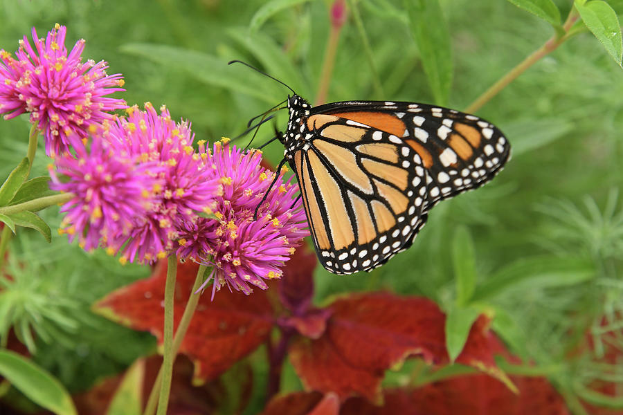 Monarch Magic Photograph by Robert Tubesing | Fine Art America