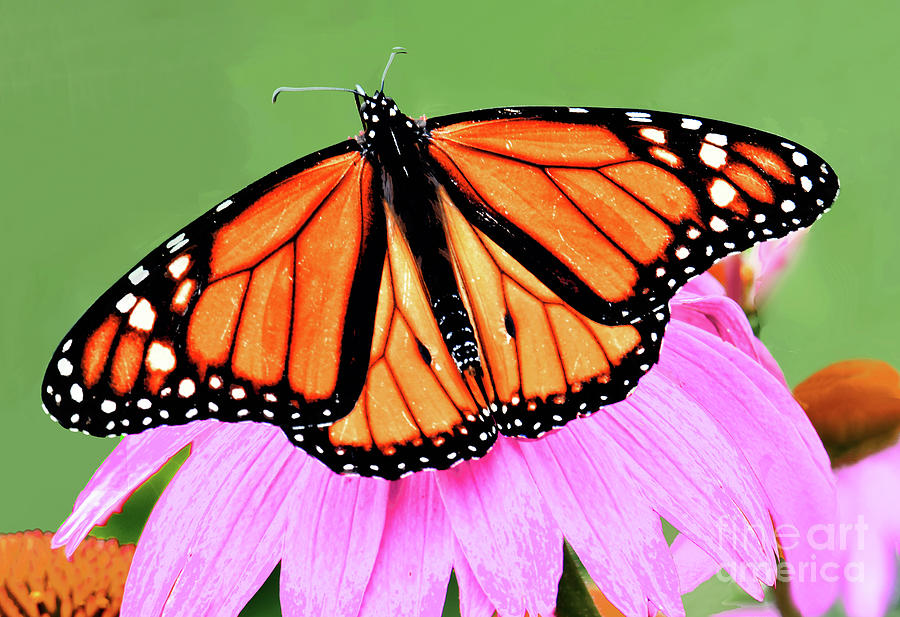 Monarch Male And Purple Coneflowers Photograph