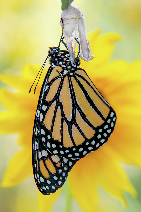Monarch Marvel Photograph by Kent Keller