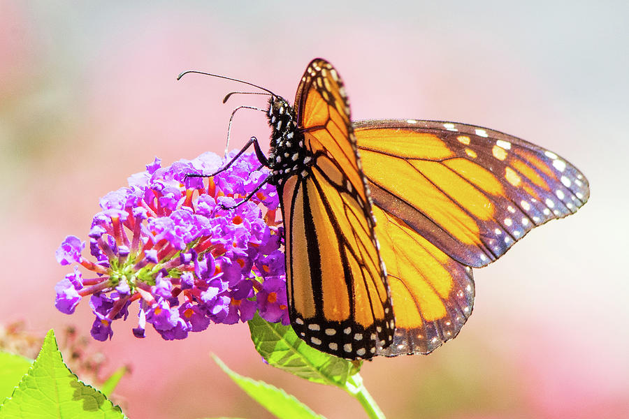 Monarch Photograph