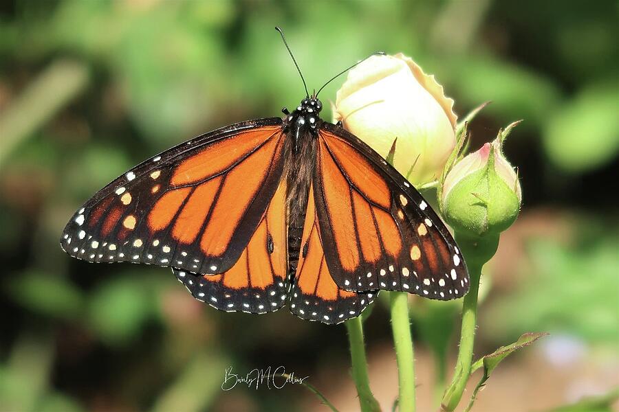 Monarch Meditation Photograph by Beverly M Collins