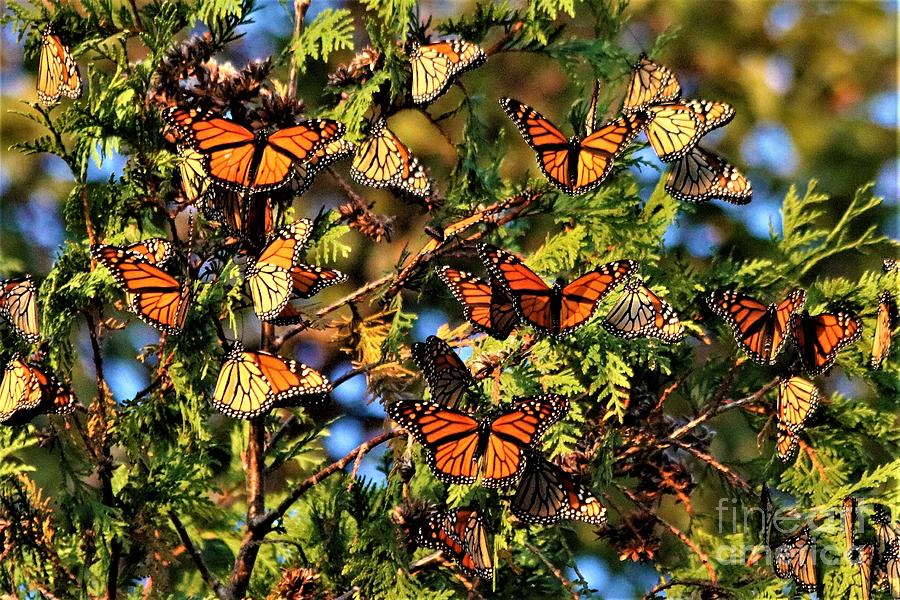 Monarch Migration at Peninsula Point # 7822-3 Photograph by Debrann ...