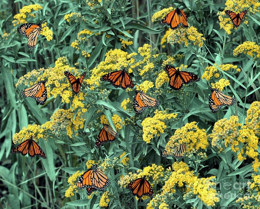 Monarch Migration Photograph by Bobbie Turner