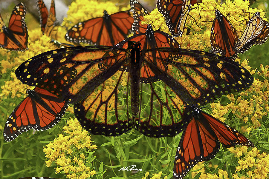 Monarch Digital Art by Mike Peconge