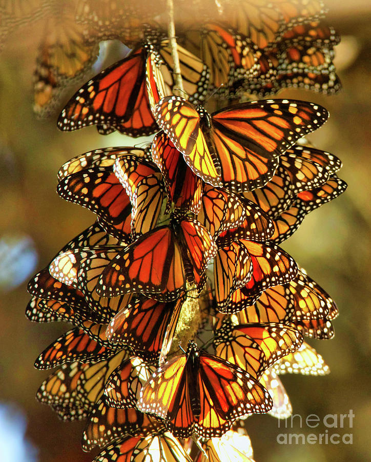 moon racer monarch