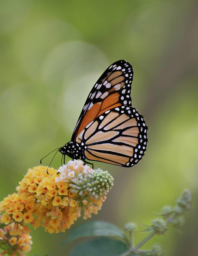 Monarch Morning Photograph by Forest Floor Photography