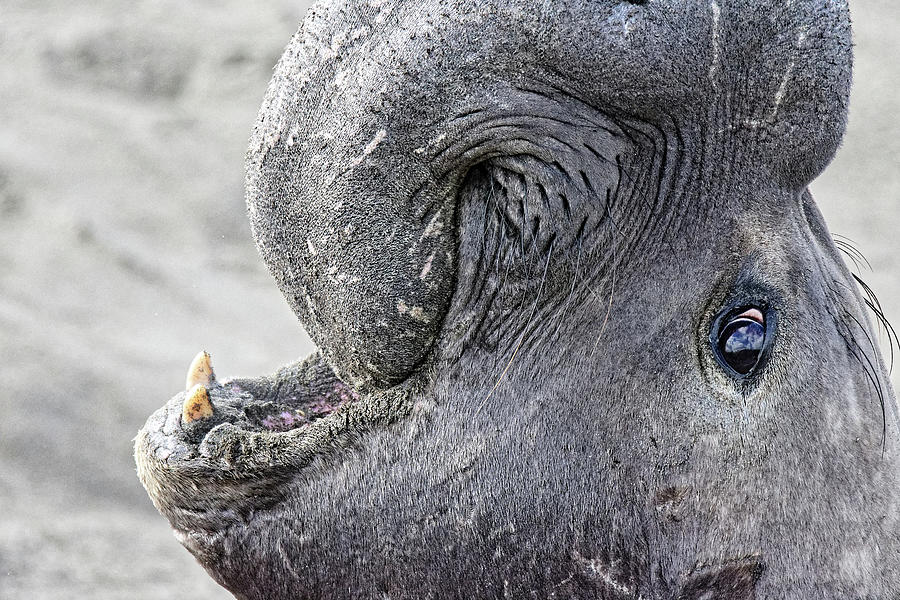 Monarch of All I Survey -- Elephant Seal Bull at Piedras Blancas Elephant Seal Rookery, California Photograph by Darin Volpe