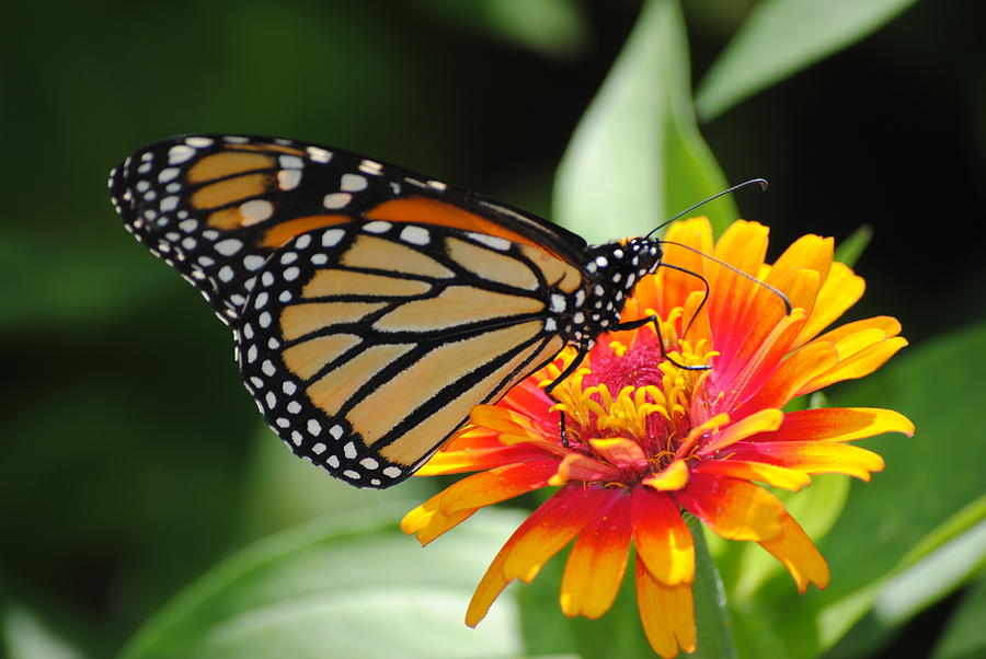 Monarch of Olbrich Photograph by Sarah Nelson - Fine Art America