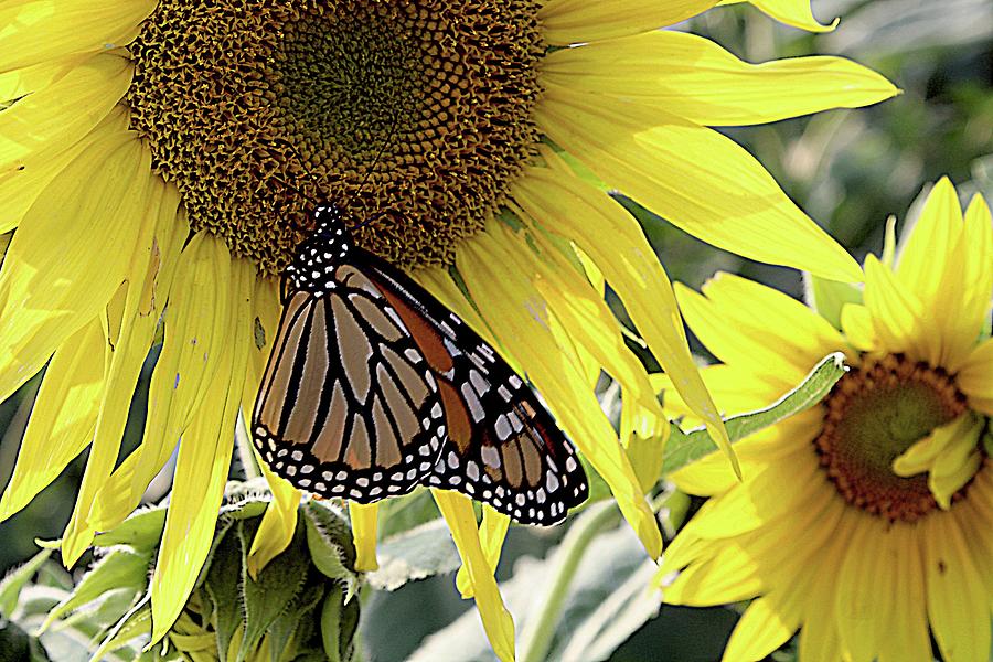 Monarch on a Big Sunflower Photograph by Karen McKenzie McAdoo