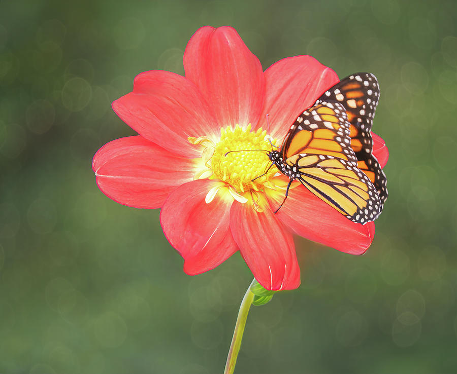 Monarch on a Dahlia  Photograph by Sylvia Goldkranz