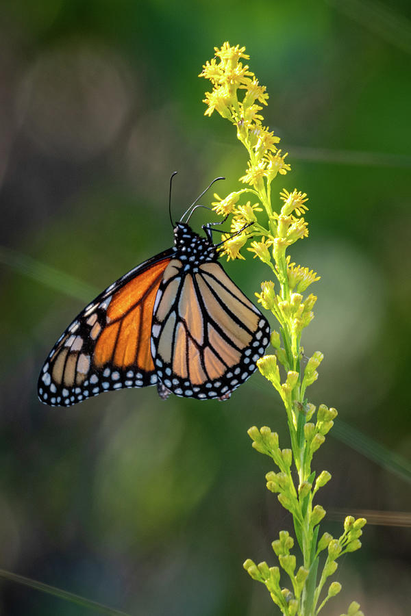 Monarch on a Goldenrod Photograph by Bradford Martin