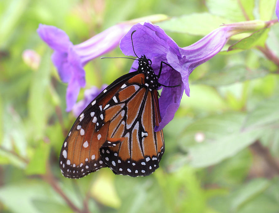 Monarch on a Purple Bloom Photograph by James C Richardson