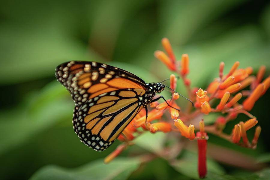 Butterfly Photograph - Monarch on an Orange Flower by Erin OKeefe