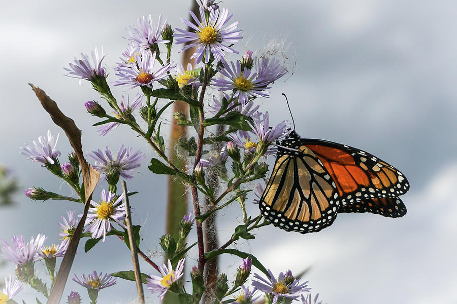 Monarch on Asters Photograph by Tana Reiff