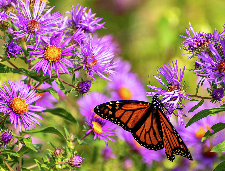 Monarch Butterfly on Baldpate Mountain 2 Photograph by Steven Richman