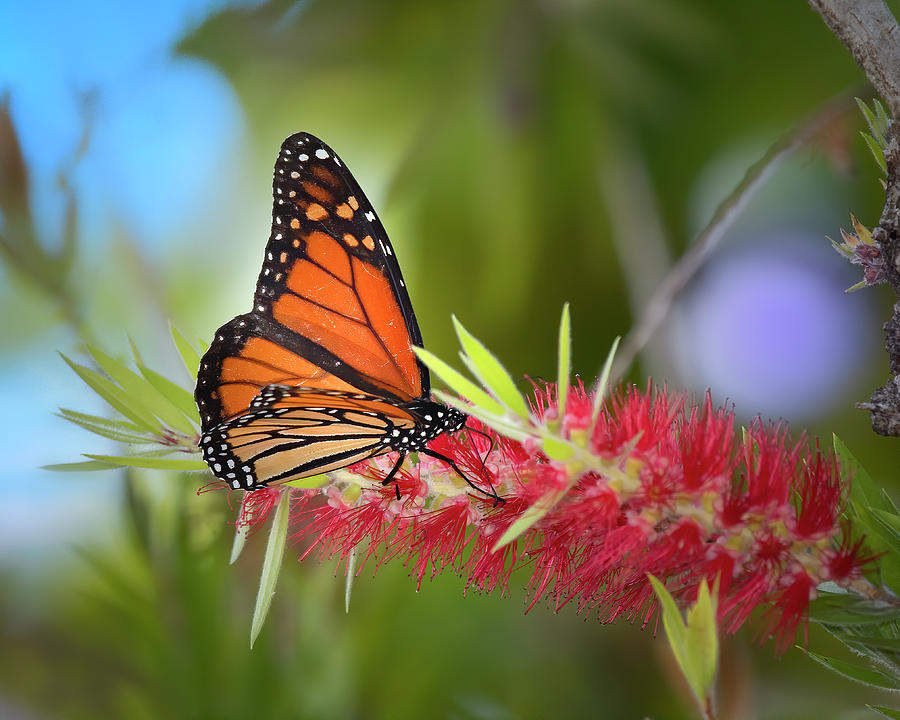 Monarch on Bottlebrush Flower Photograph by Mark Andrew Thomas