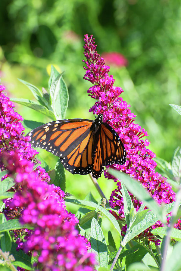 Monarch On Butterfly Bush Photograph