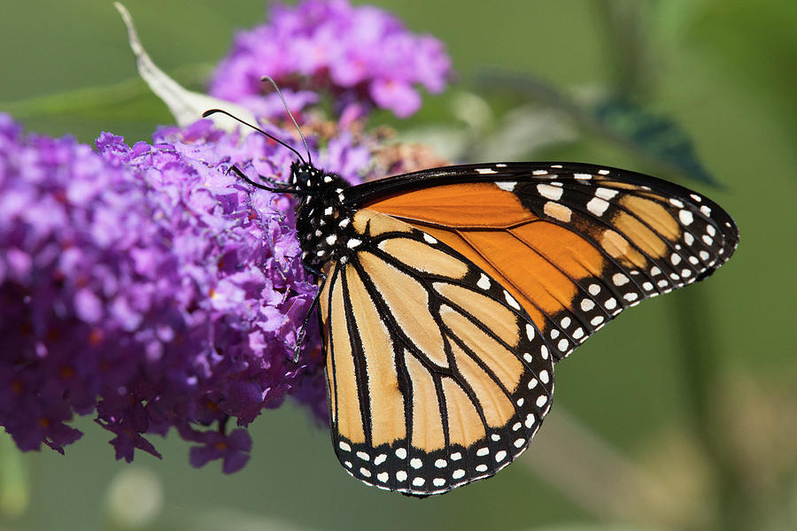 Monarch on Butterfly Bush Photograph by Martin Keirnan - Fine Art America