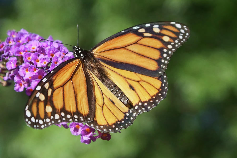 Monarch on Butterfly Bush Photograph by Nikolyn McDonald - Fine Art America