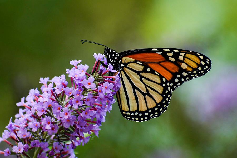 Monarch on Butterfly Bush Photograph by Sally Simpson - Fine Art America