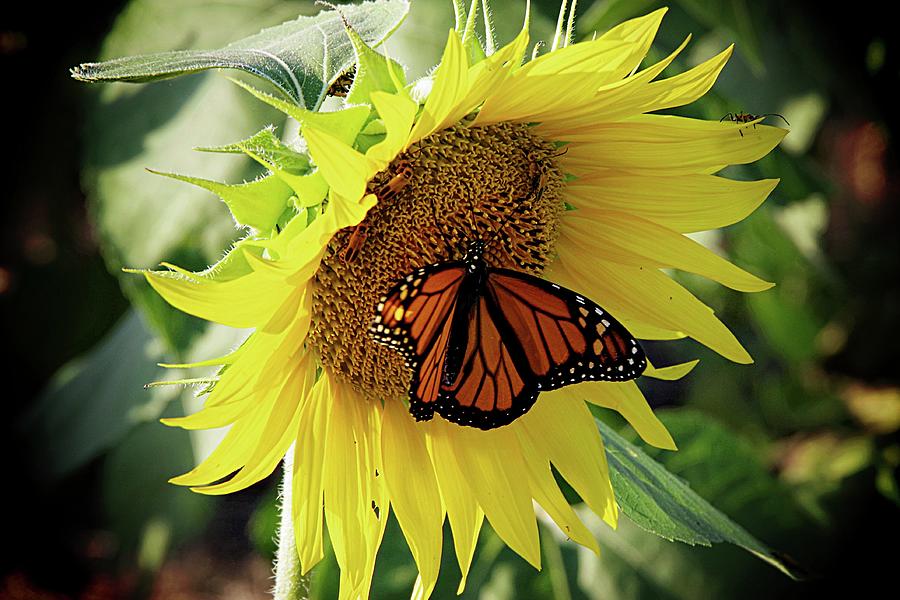 Monarch on Butterfly Photograph by Karen McKenzie McAdoo