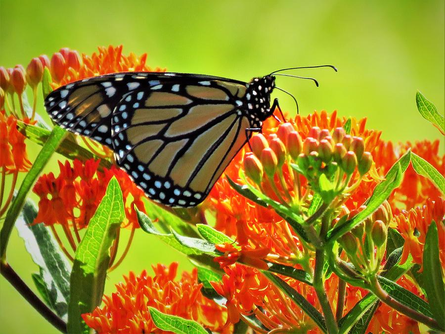 Monarch on Butterfly Weed  Photograph by Lori Frisch