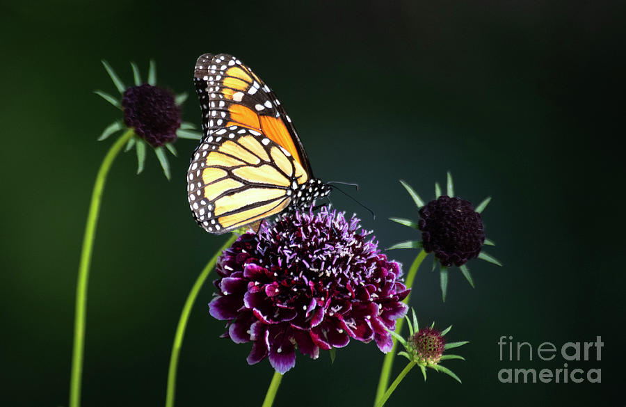 Nature Photograph - Monarch on colorful flowers by Ruth Jolly