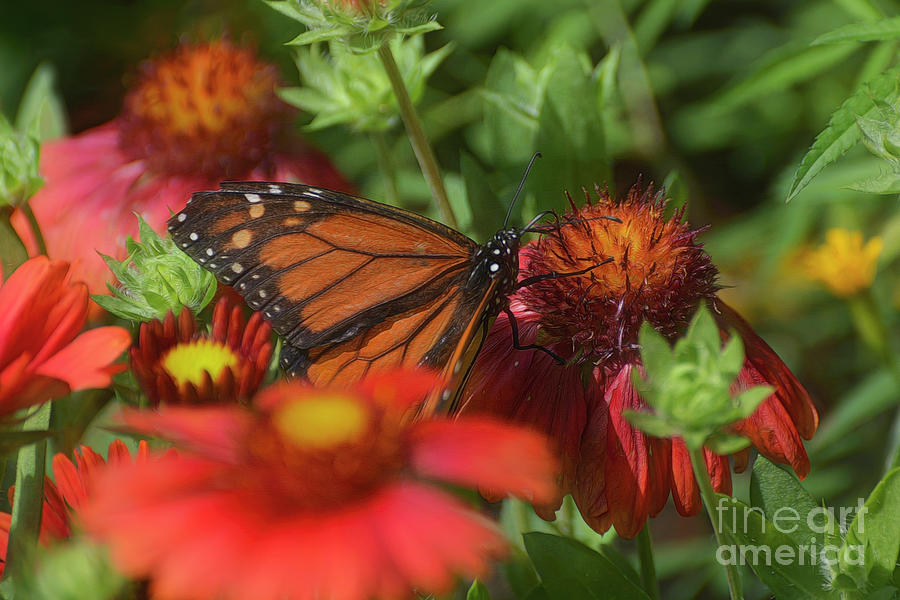 Monarch On Cone Flowers Photograph by Kathy Baccari