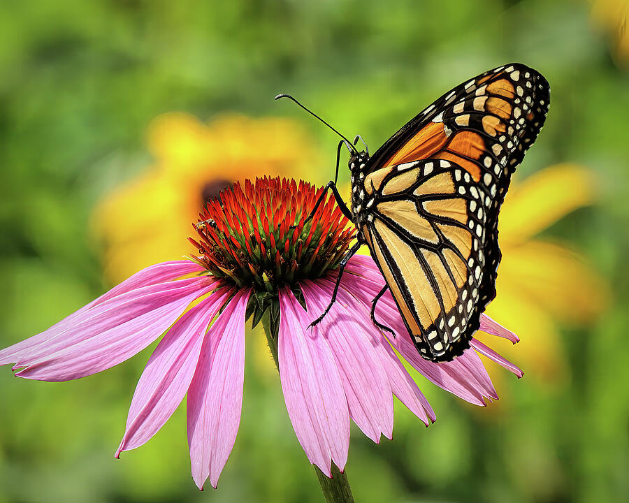 Monarch on Coneflower Photograph by Dennis Lundell