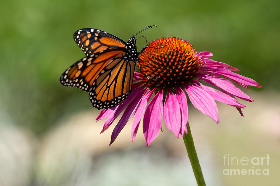 Monarch on Coneflower Photograph by Jan Day