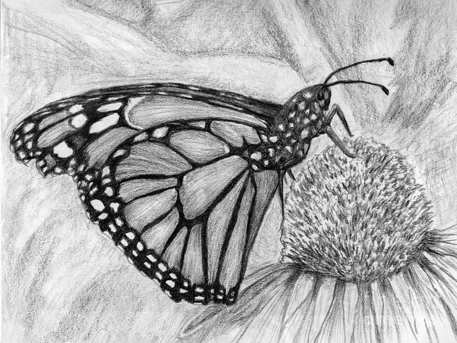Monarch on Coneflower Drawing by Katrina Gunn