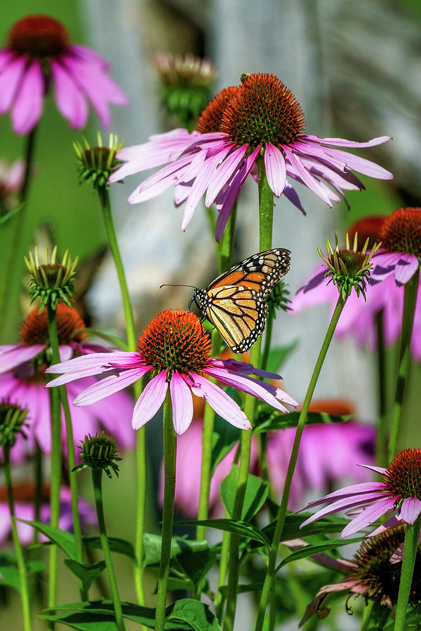 Monarch on Echinacea Photograph by Bill Wakeley