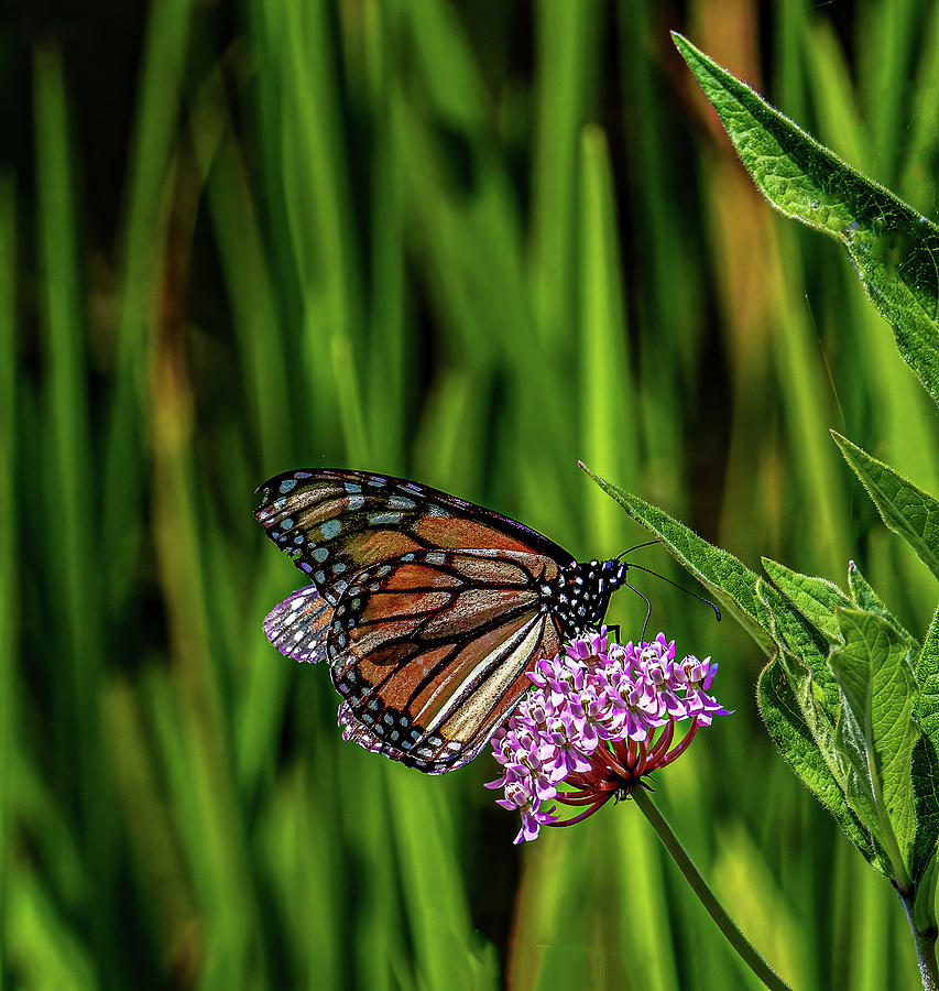 Monarch on Flower Photograph by Brian Shoemaker