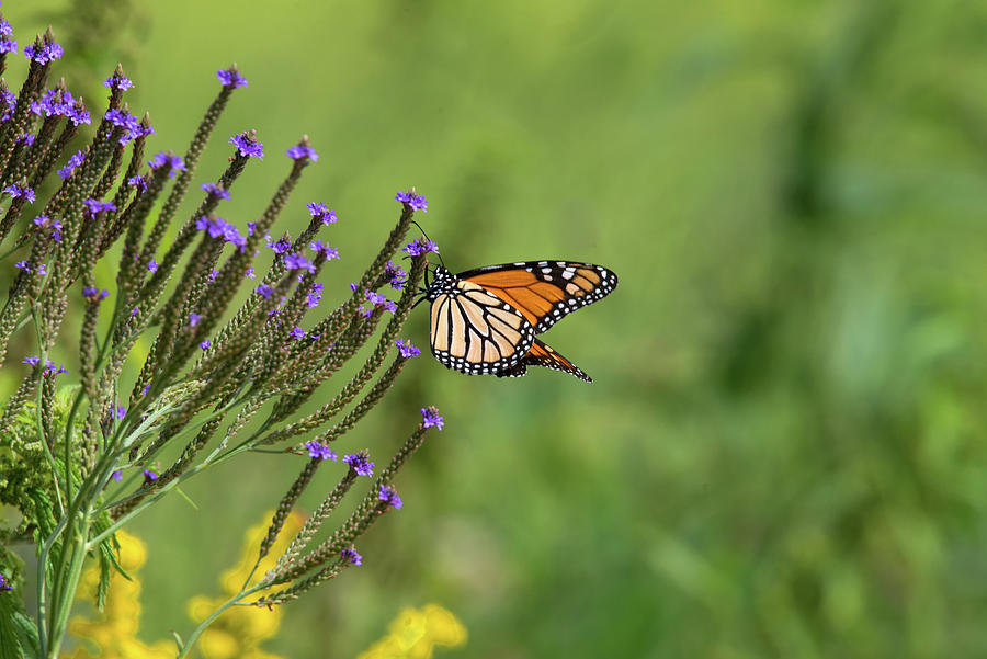 Monarch On Flowers Photograph