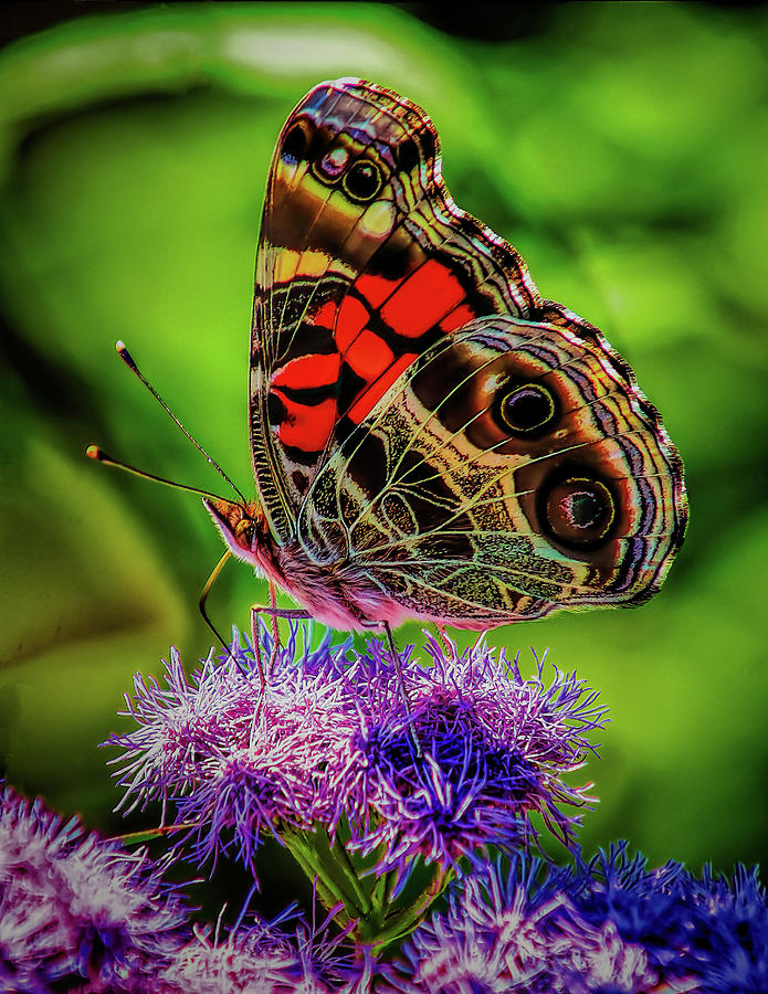 Monarch on Flowers Photograph by Nick Zelinsky Jr