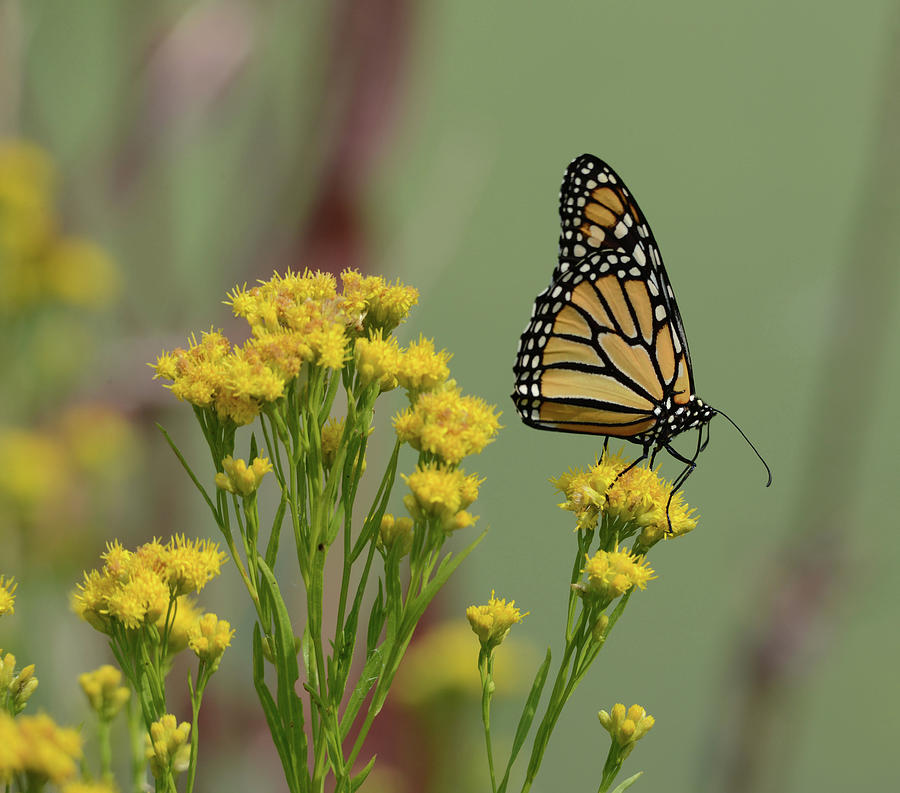 Monarch on Golden Rod Photograph by Whispering Peaks Photography