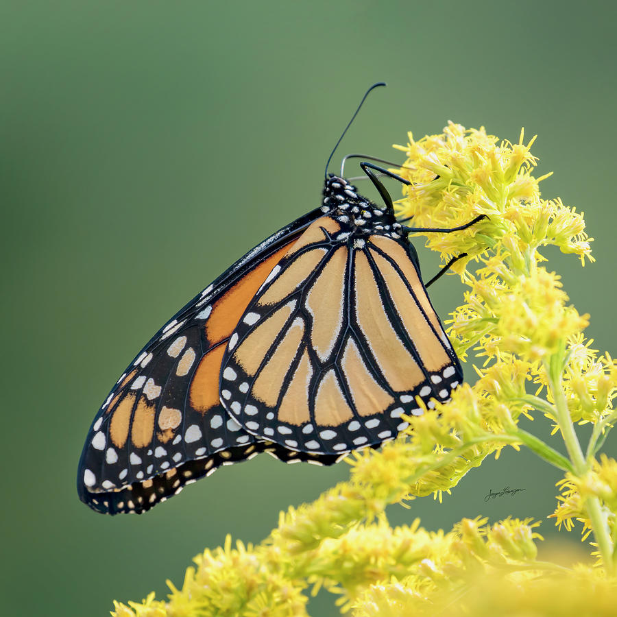 Monarch on Goldenrod Photograph by Jurgen Lorenzen