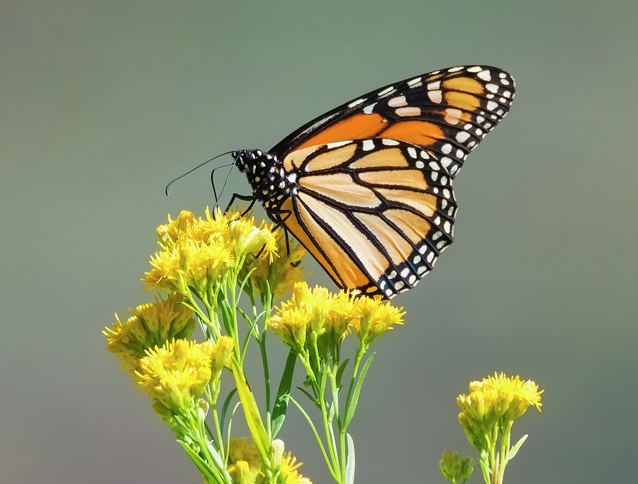 Monarch on Goldenrod Photograph by Loree Johnson