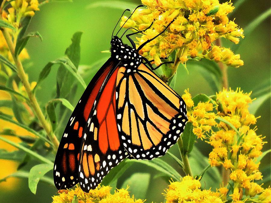 Monarch on Goldenrod  Photograph by Lori Frisch