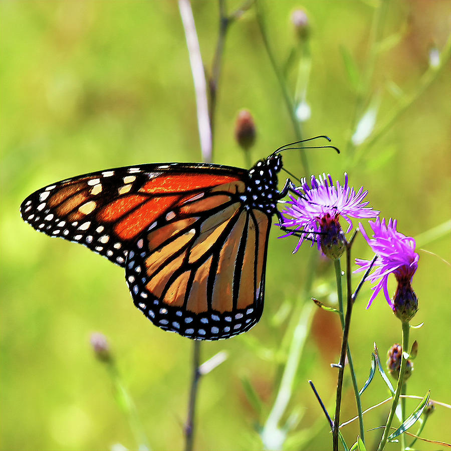 Monarch On Knapweed Photograph by Daniel Beard - Fine Art America