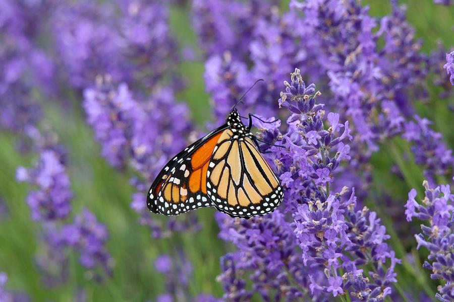 Monarch on Lavender Photograph by Susan Rydberg
